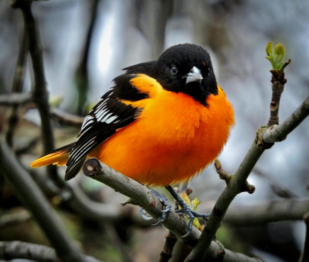 Baltimore Oriole